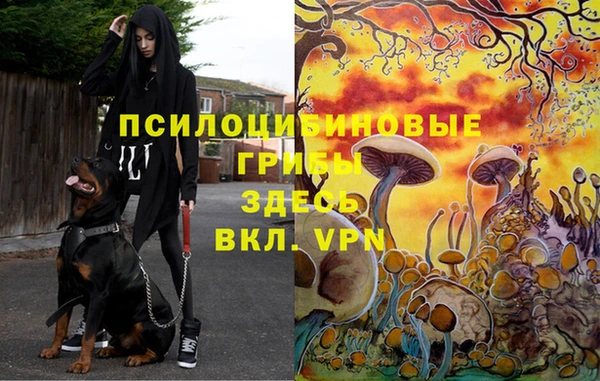 ПСИЛОЦИБИНОВЫЕ ГРИБЫ Балахна